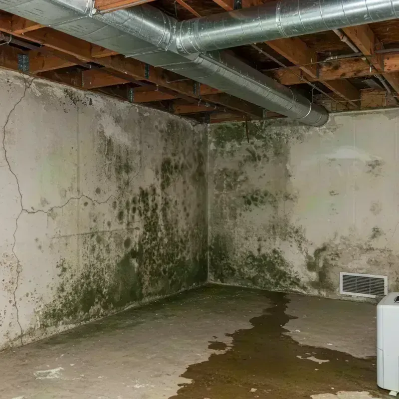 Professional Mold Removal in Jo Daviess County, IL